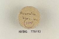 Prunulus brevipes image