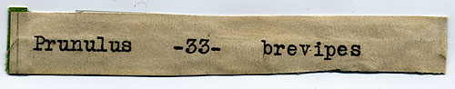 Prunulus brevipes image
