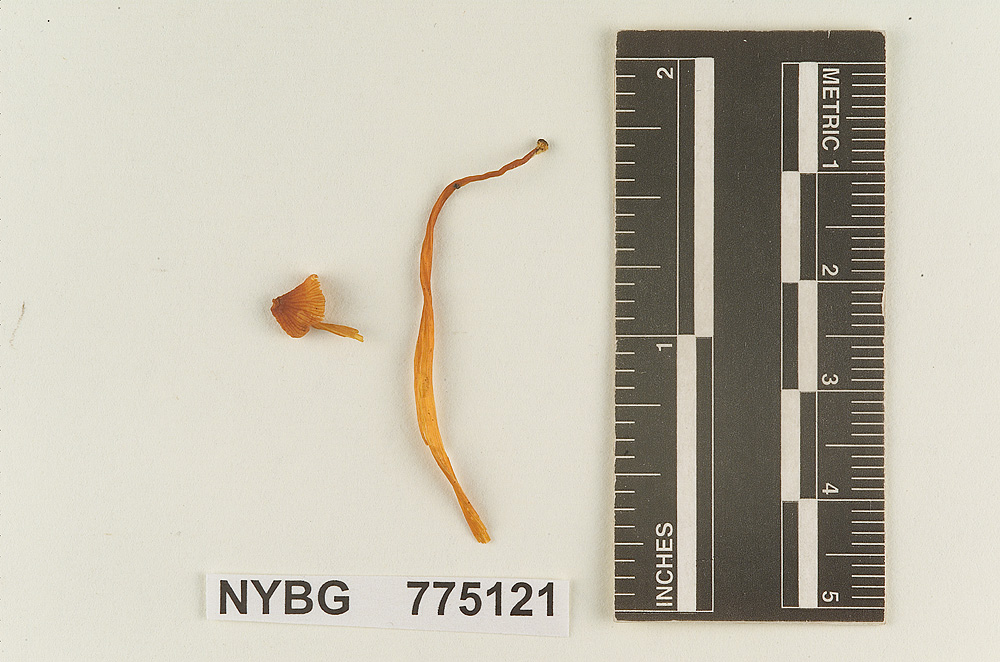 Prunulus fusipes image