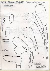 Image of Prunulus fusipes