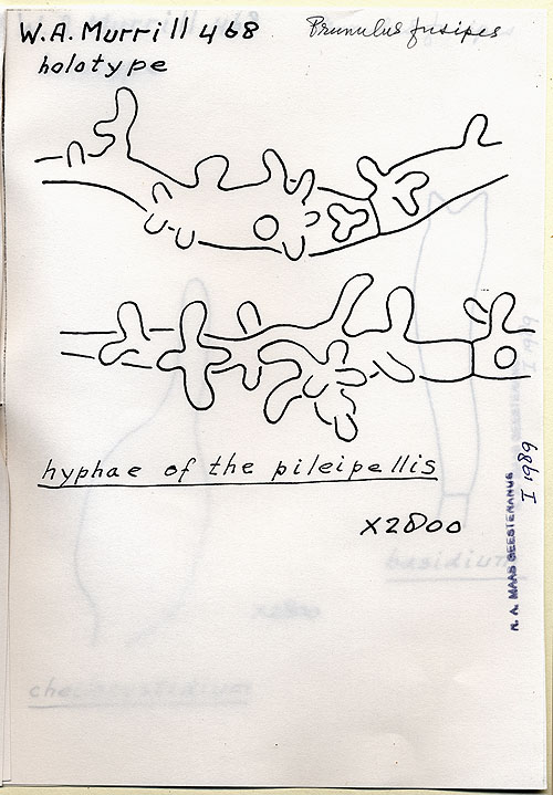 Prunulus fusipes image