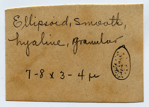 Prunulus gracilipes image