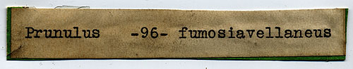 Prunulus fumosiavellaneus image