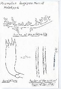 Prunulus longipes image