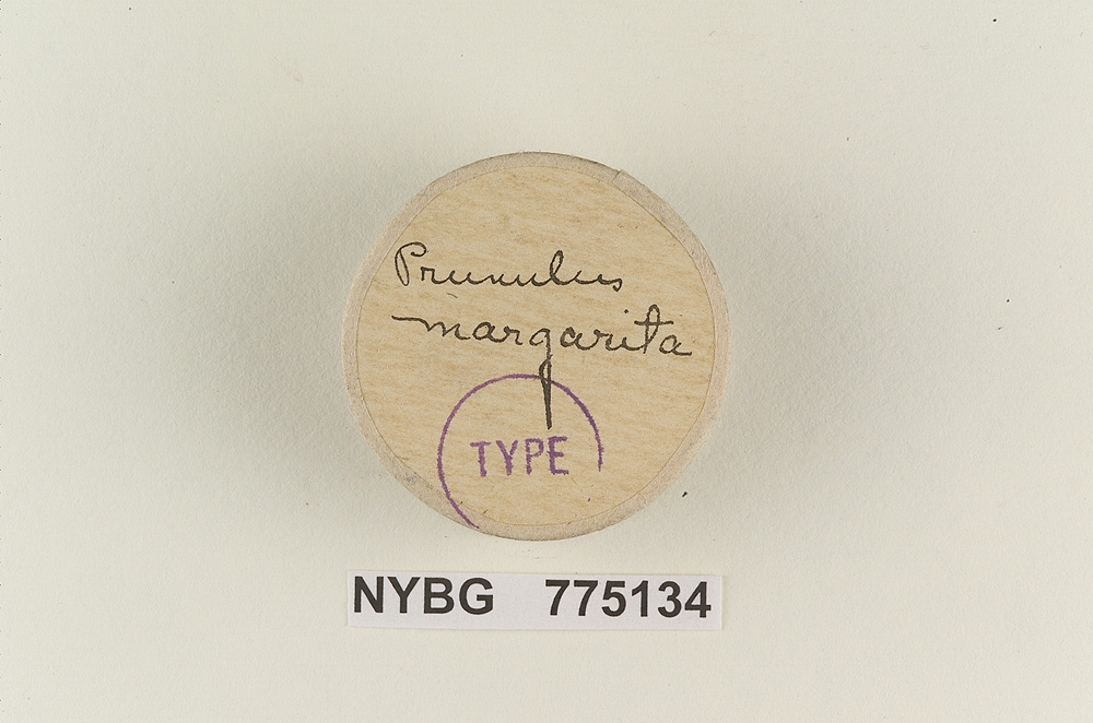 Prunulus margarita image