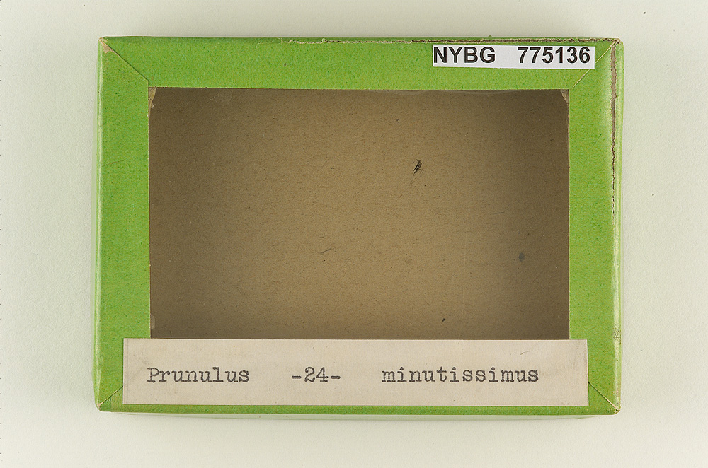 Prunulus minutissimus image