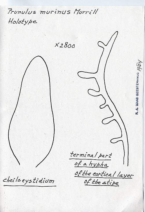 Prunulus murinus image