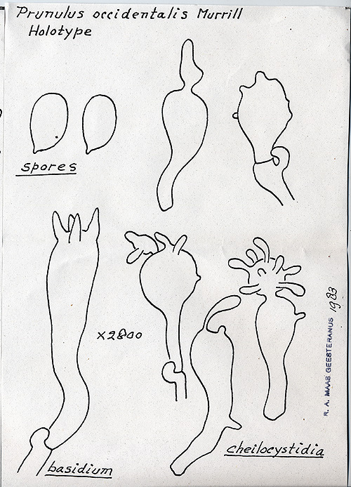 Prunulus occidentalis image