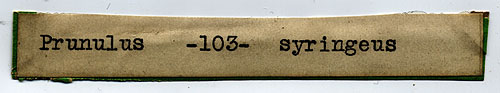 Prunulus syringeus image