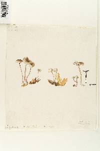 Prunulus viscidipes image