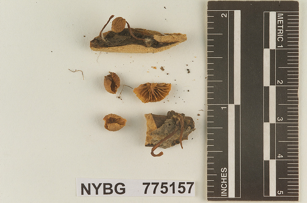 Prunulus tenuiculus image