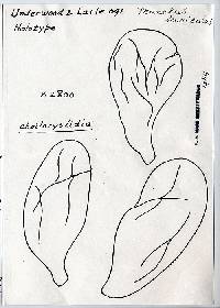 Prunulus tenuiculus image