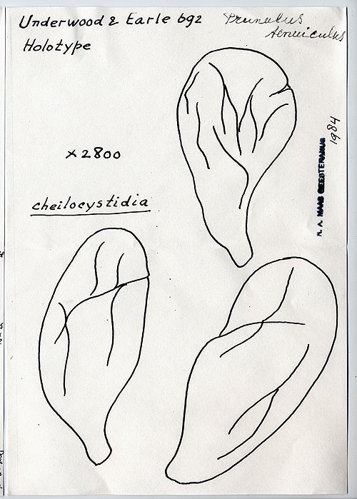 Prunulus tenuiculus image