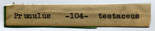 Prunulus testaceus image