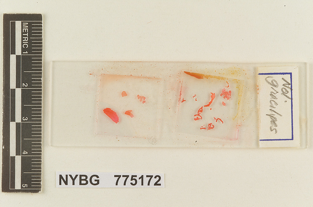 Nolanea gracilipes image