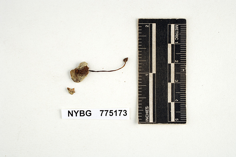 Agaricus helictus image