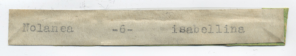 Nolanea isabellina image