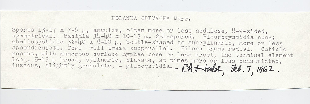 Nolanea olivacea image