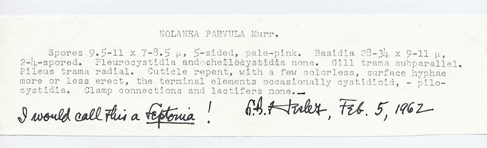 Nolanea parvula image