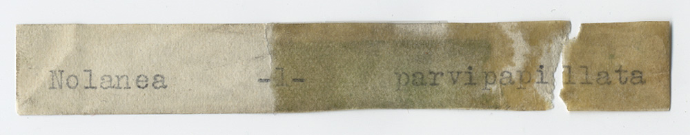 Nolanea parvipapillata image