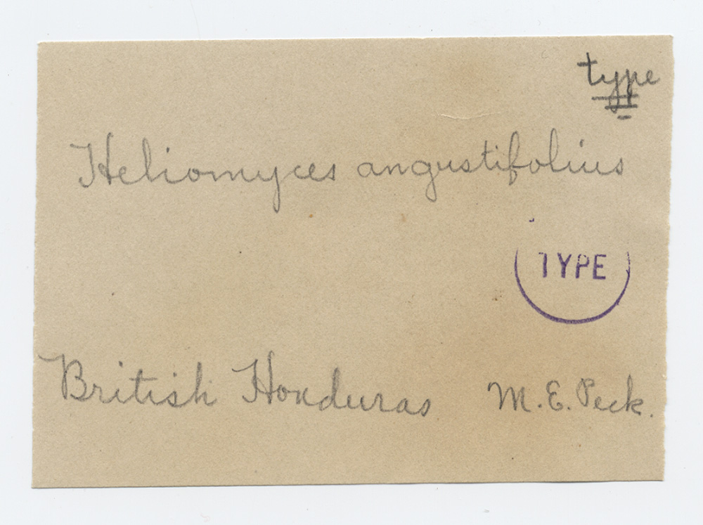 Heliomyces angustifolius image
