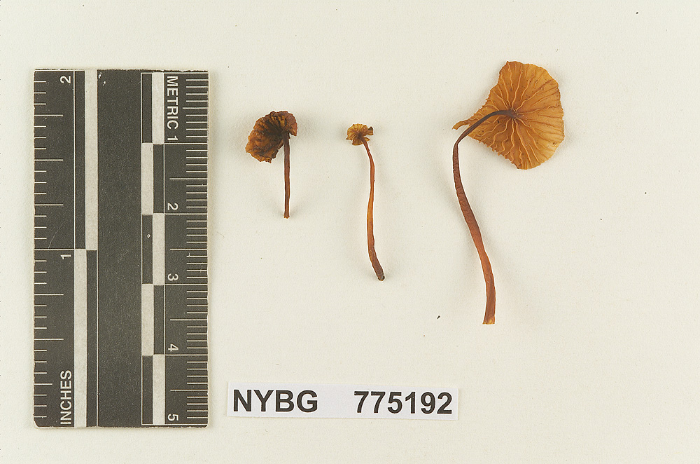 Heliomyces striatus image