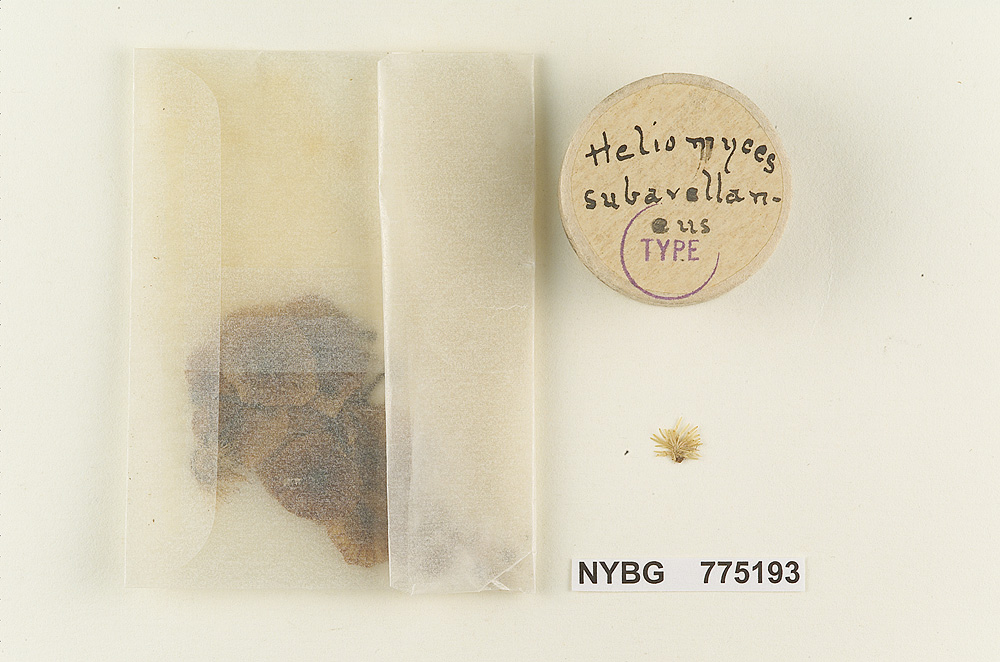 Heliomyces subavellaneus image