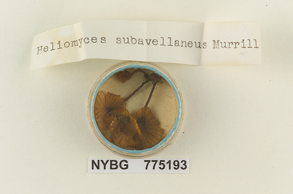 Heliomyces subavellaneus image