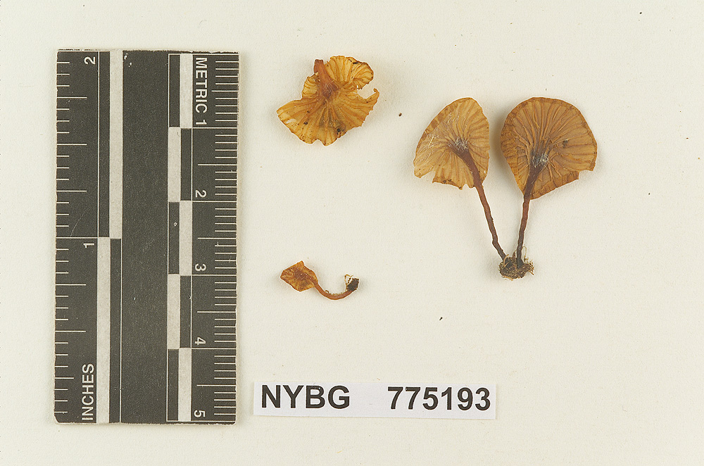 Heliomyces subavellaneus image
