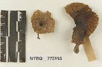 Heliomyces subspodoides image