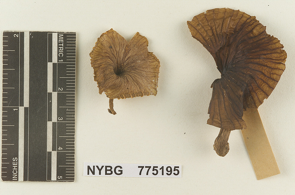 Heliomyces subspodoides image