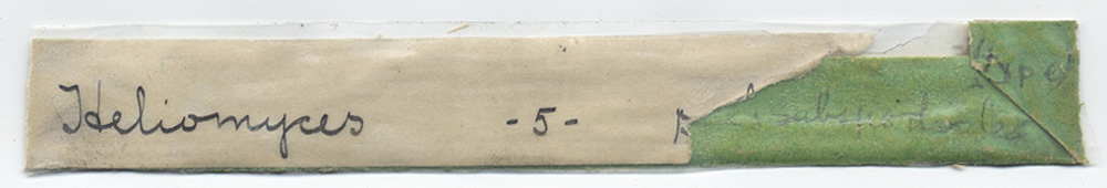 Heliomyces subspodoides image
