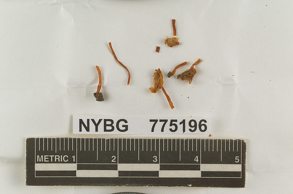 Heliomyces terrestris image