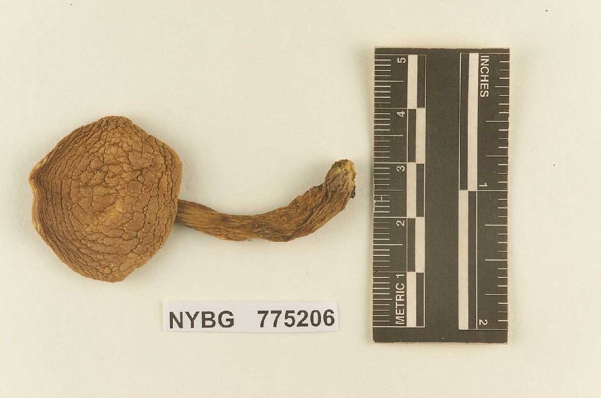 Gomphidius foliiporus image