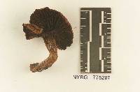 Gomphidius alachuanus image
