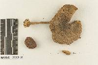 Volvariopsis cubensis image