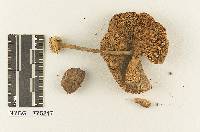 Volvariopsis cubensis image