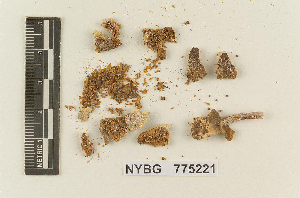 Volvariopsis cubensis image