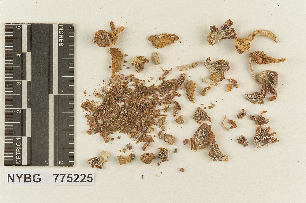 Volvariopsis earlei image