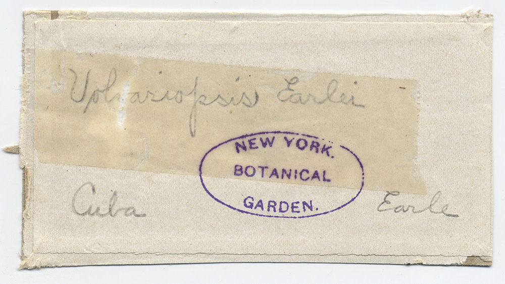 Volvariopsis earlei image