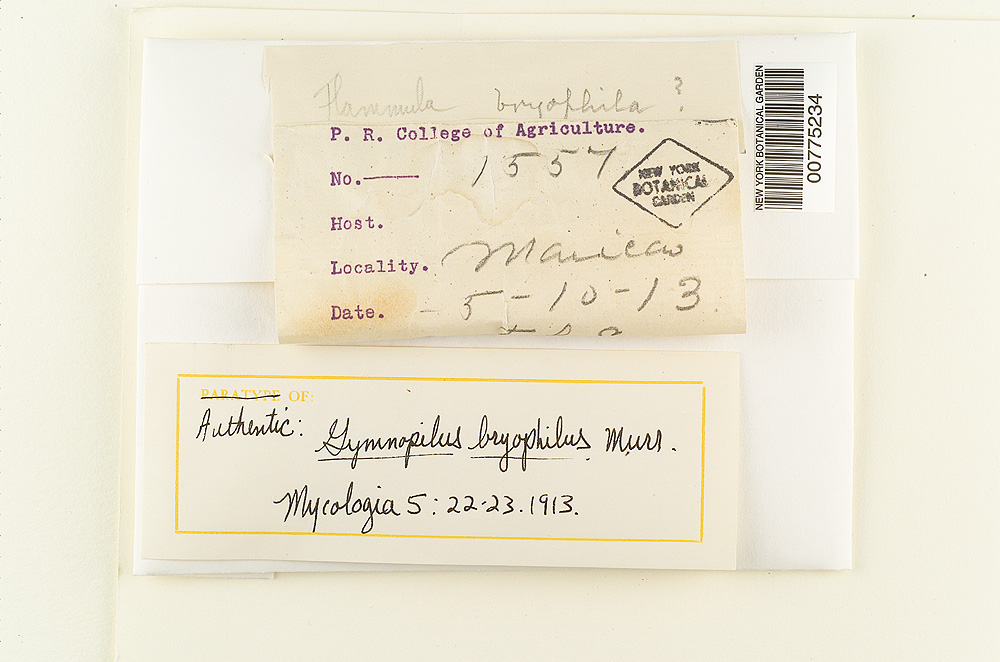 Gymnopilus bryophilus image