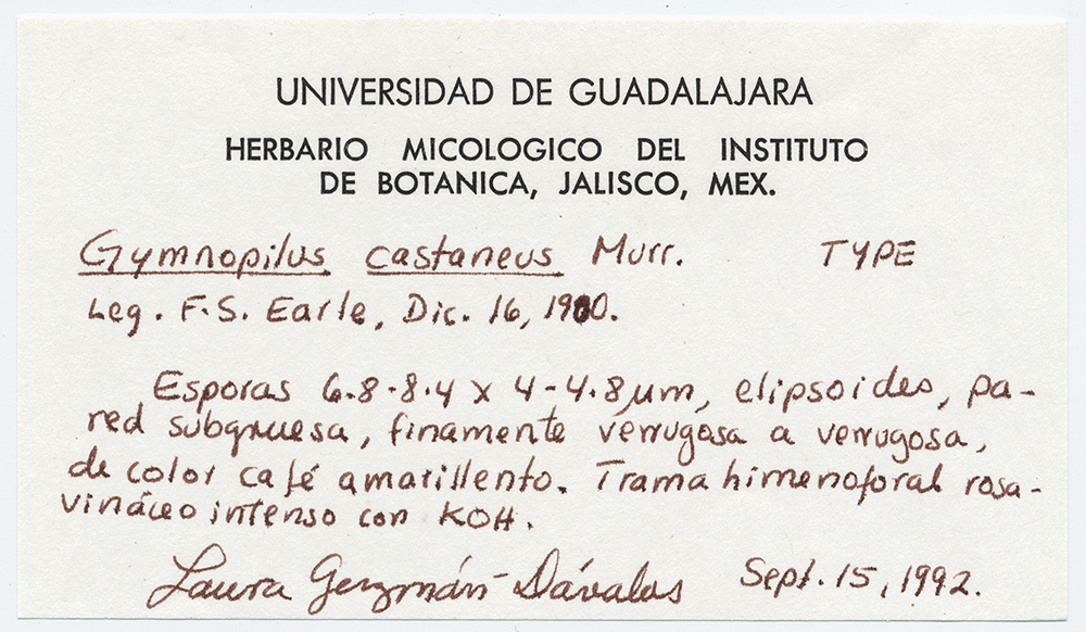 Gymnopilus castaneus image