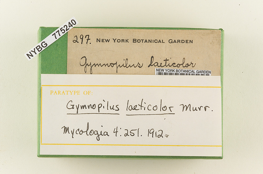 Gymnopilus laeticolor image