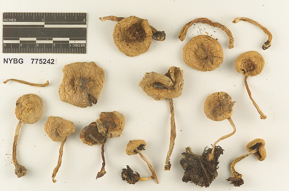 Gymnopilus permollis image