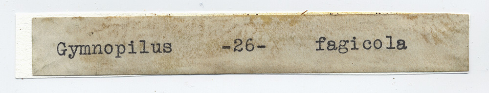 Gymnopilus fagicola image