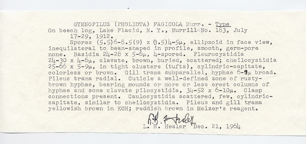 Gymnopilus fagicola image