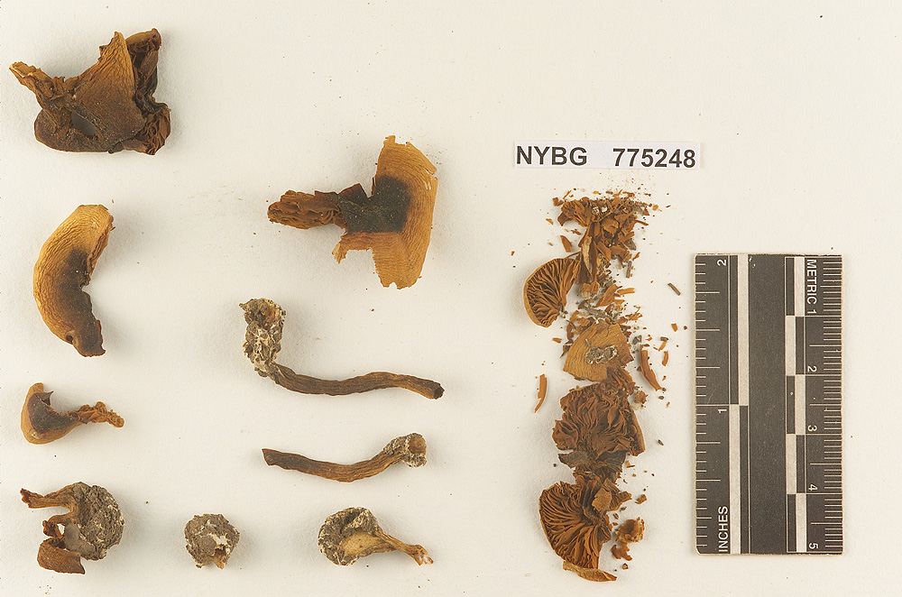 Gymnopilus farinaceus image
