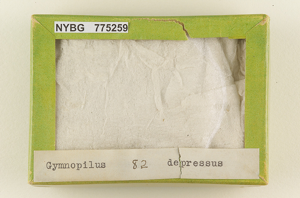 Gymnopilus depressus image
