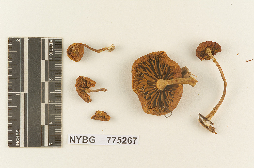 Gymnopilus flavidellus image
