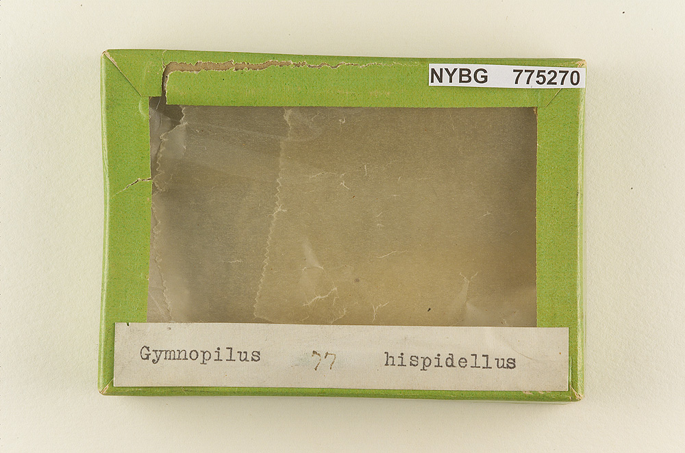 Gymnopilus hispidellus image